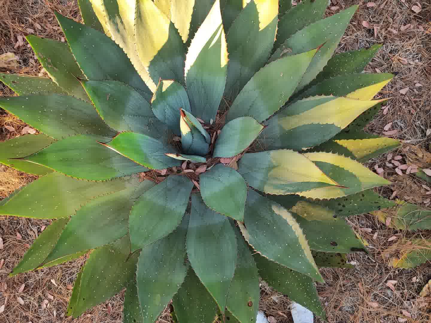 Sierra de Mascota, Jalisco - cuna de la raicilla