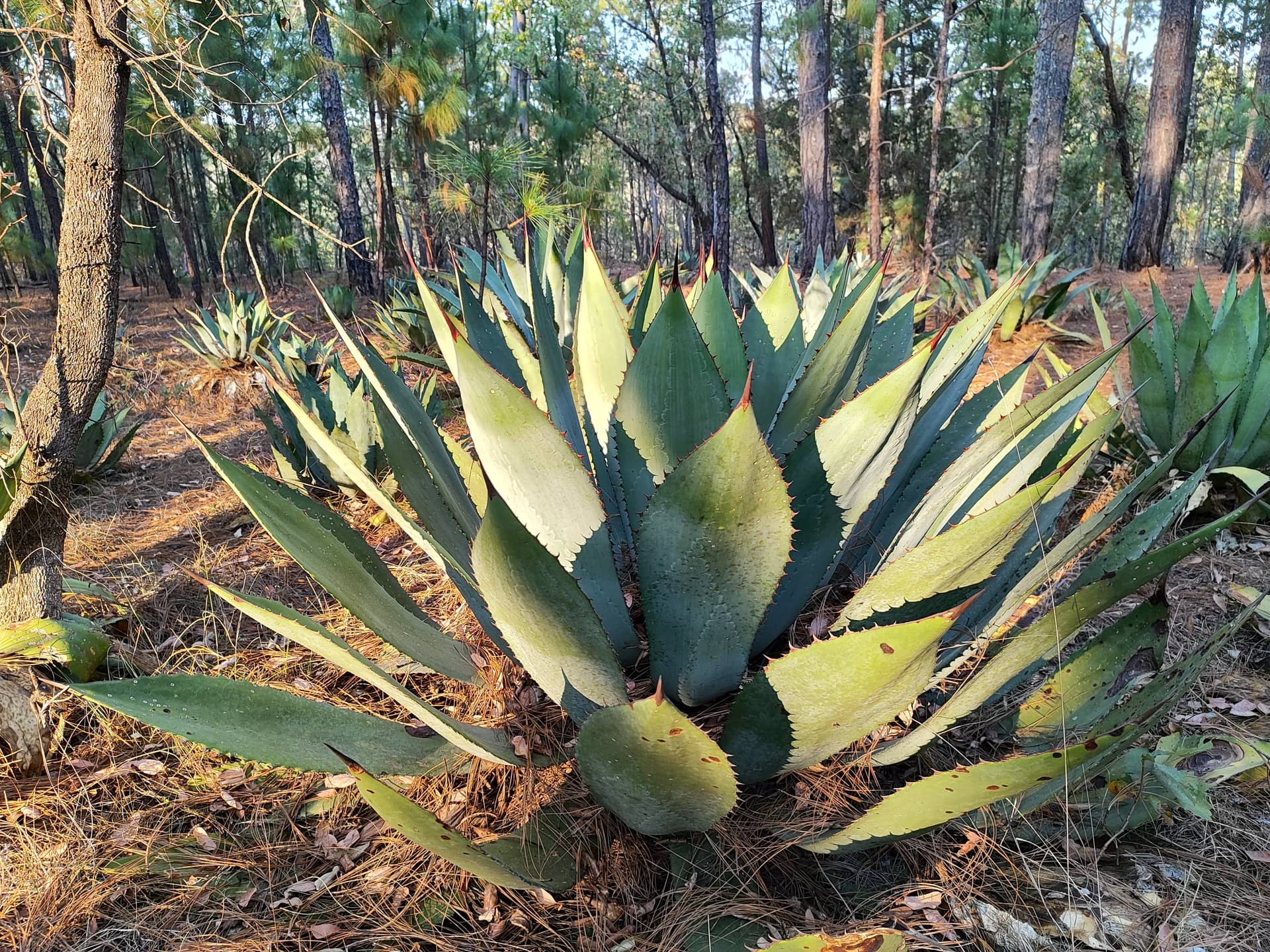 Agave maximiliana en la sierra de Mascota