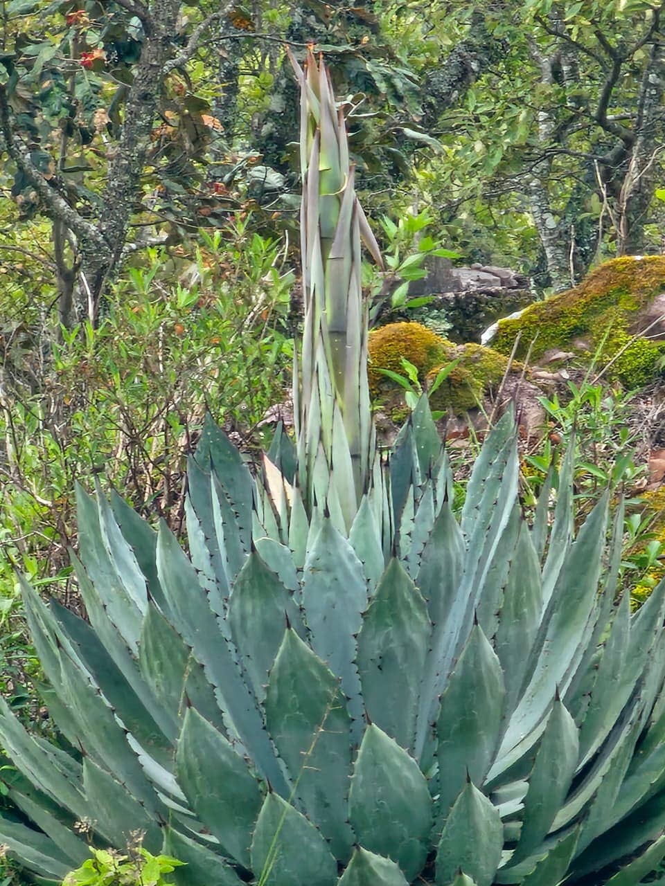 Quiote de agave maximiliana en la sierra de Mascota