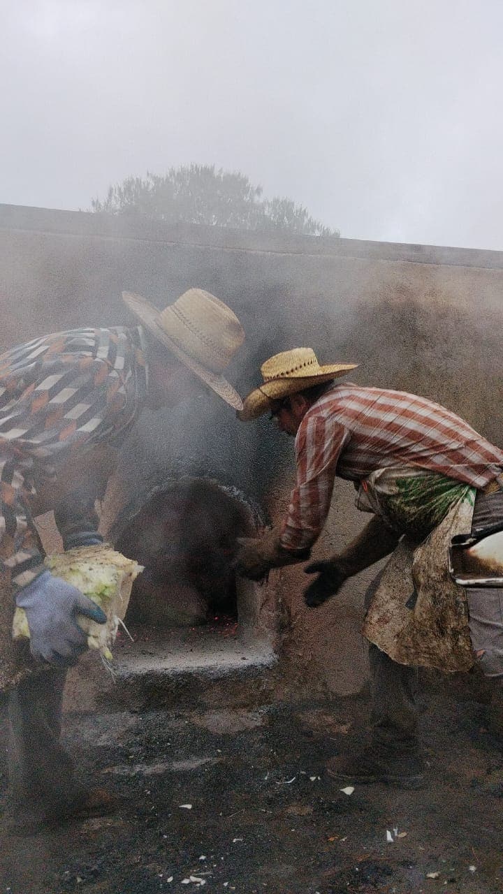 Agave de la sierra
