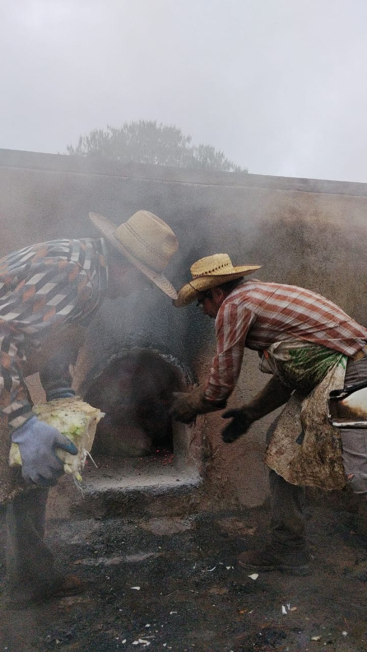 Piñas de agave cociéndose en el horno de piedra