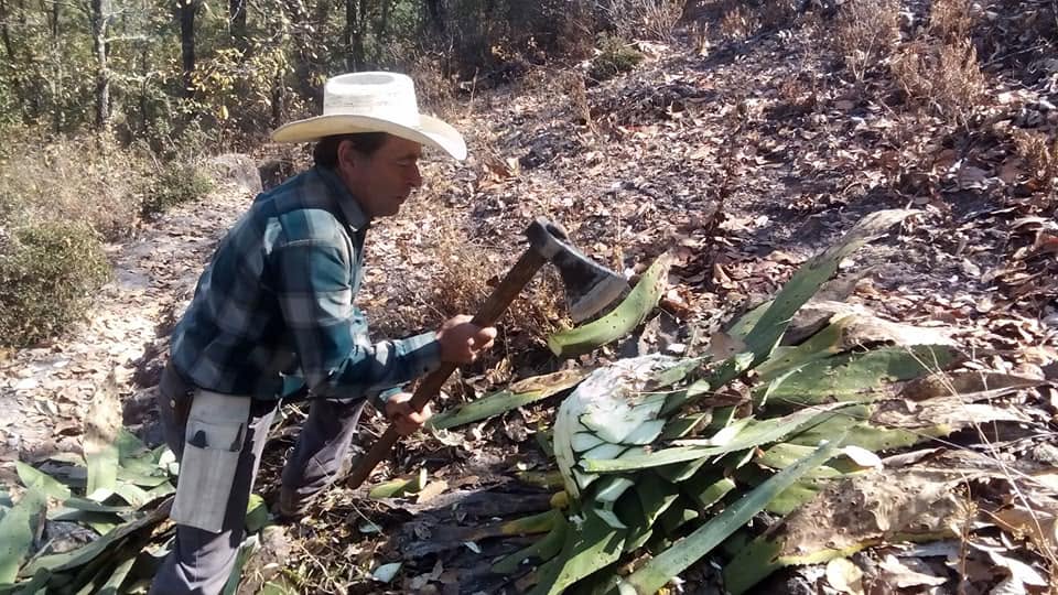 Jima del agave: la piña se corta a mano