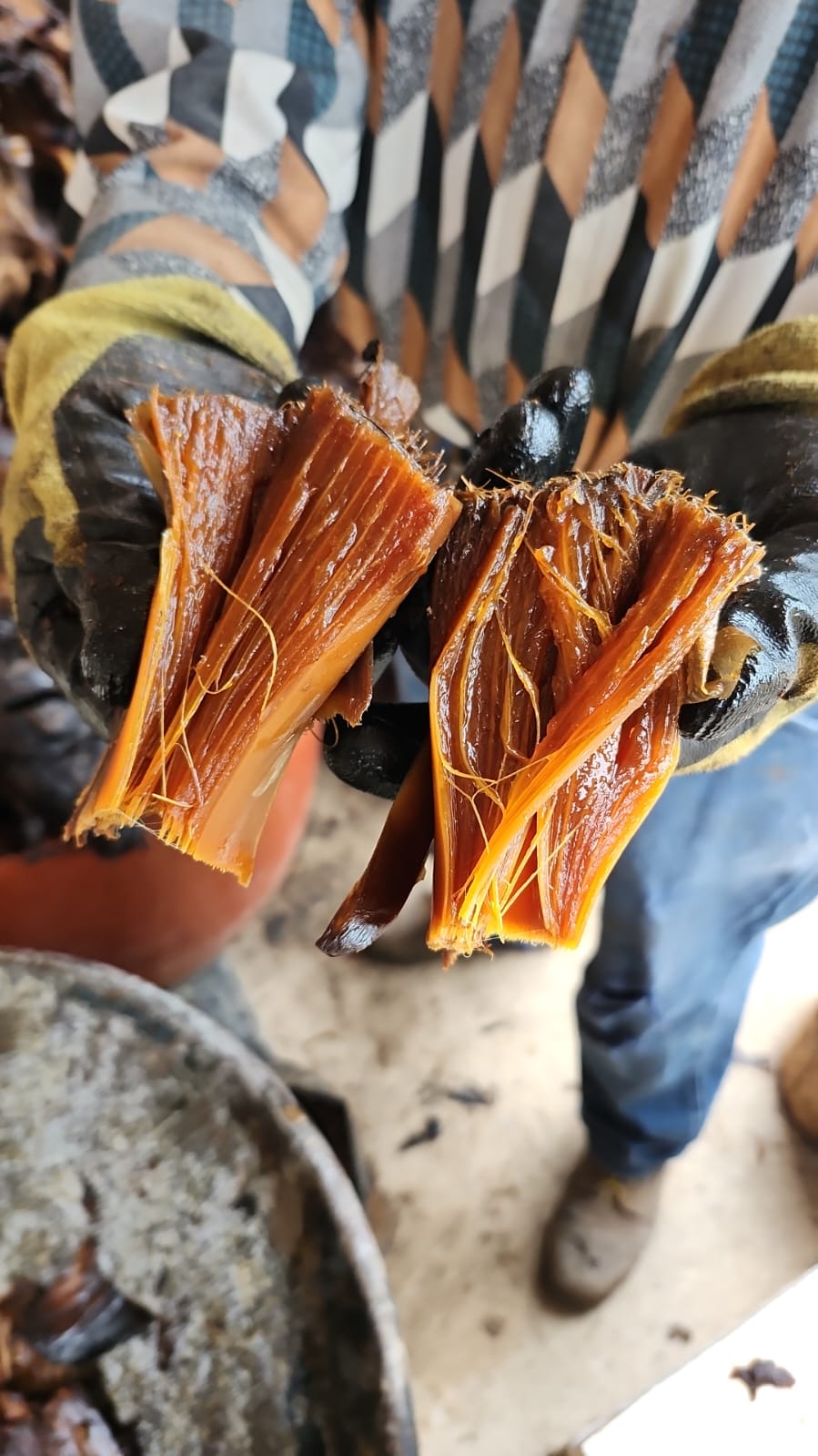 Agave cocido listo para la molienda