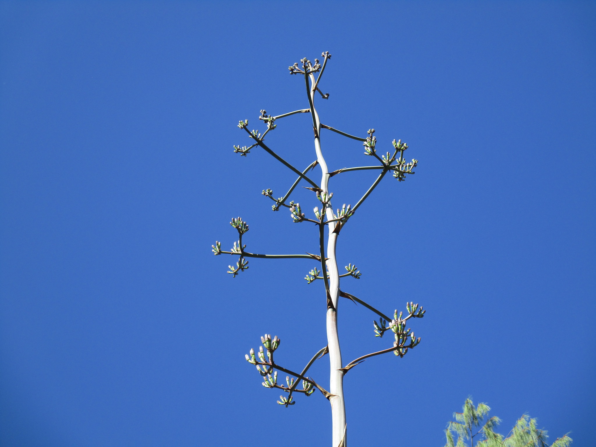 Semillas de agave maximiliana
