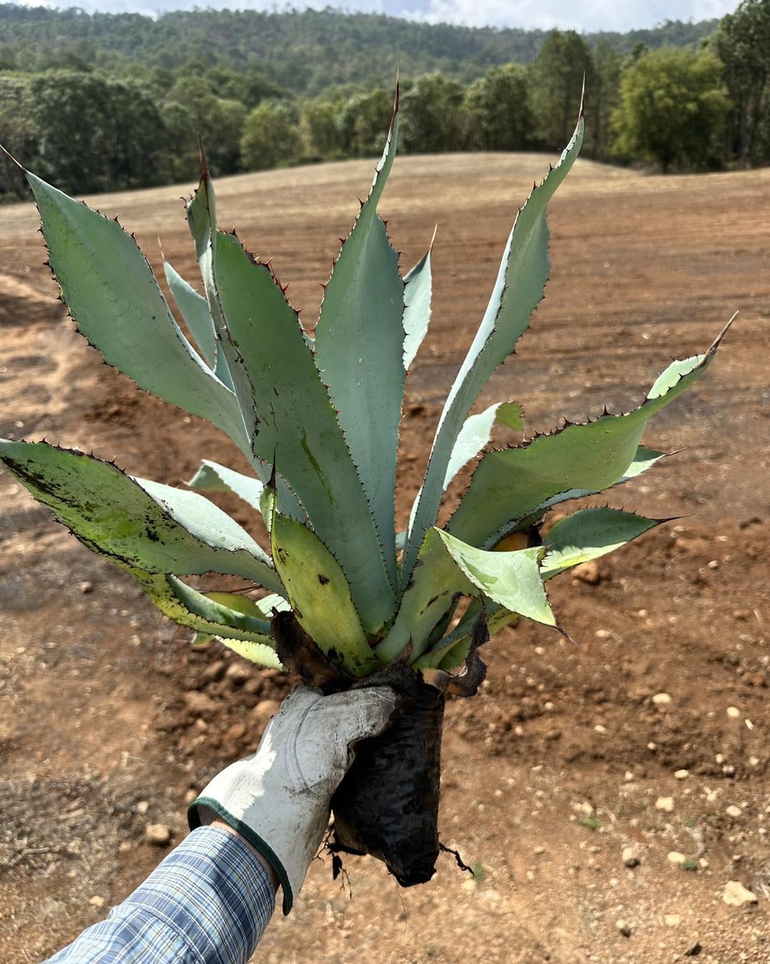 Plántula de agave lista para el transplante al monte